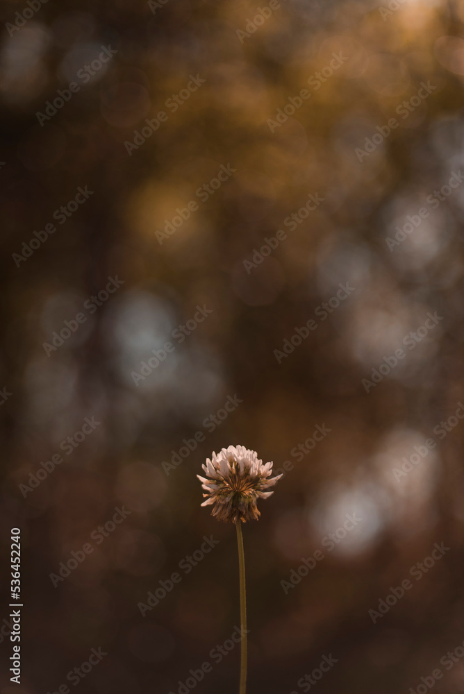 Fototapeta premium follaje y flores nuevas a contraluz en primavera
