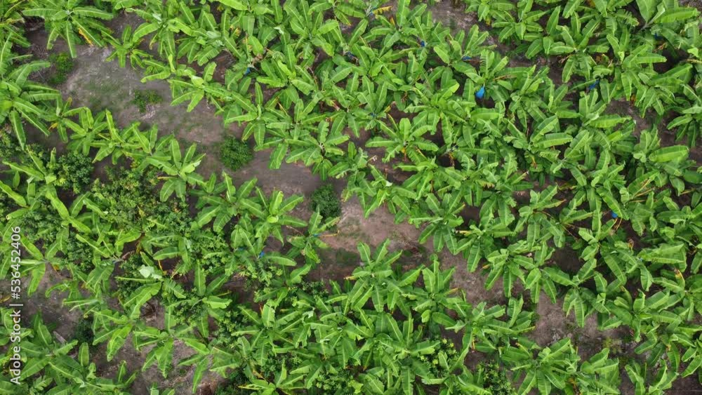 Aerial view of Cultivation trees and plantation in outdoor nursery. Banana plantation in rural Thailand. Cultivation business. Natural landscape background. Aerial view of Cultivation trees and plantation in outdoor nursery. Banana plantation in rural Thailand. Cultivation business. Natural landscape background.