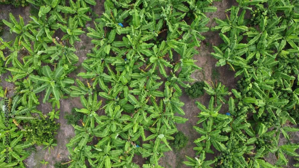 Aerial view of Cultivation trees and plantation in outdoor nursery. Banana plantation in rural Thailand. Cultivation business. Natural landscape background. Aerial view of Cultivation trees and plantation in outdoor nursery. Banana plantation in rural Thailand. Cultivation business. Natural landscape background.