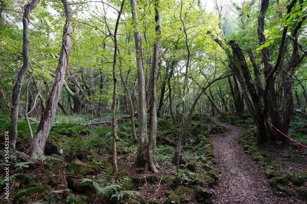 Fototapeta premium fine path through wild forest