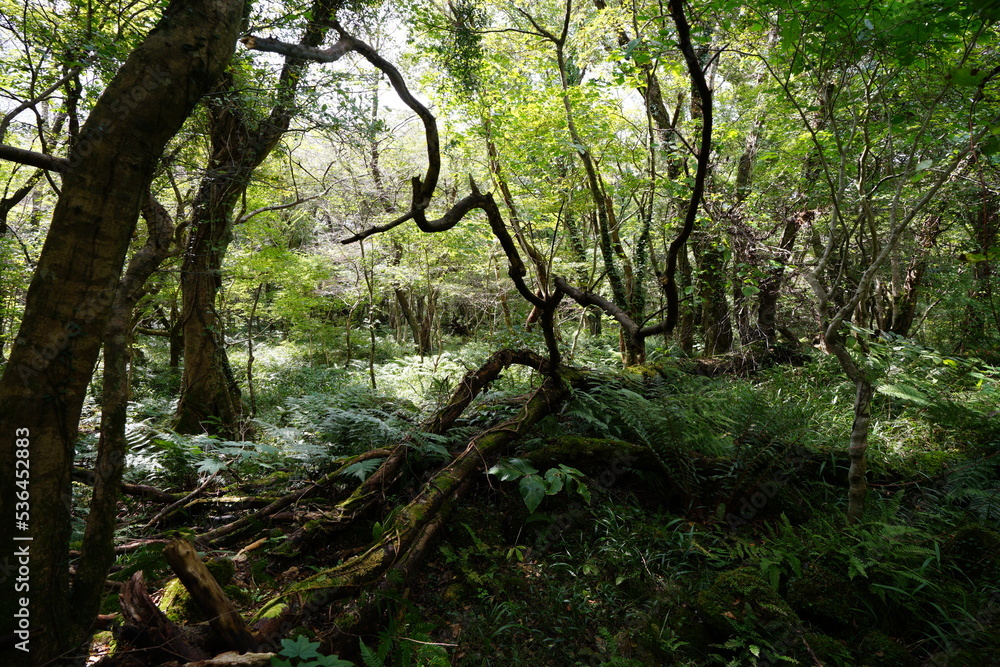 primeval forest with mossy rocks and old trees
primeval forest with mossy rocks and old trees