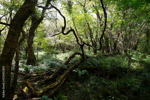 primeval forest with mossy rocks and old trees 