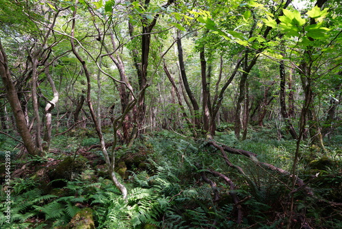 primeval forest with mossy rocks and old trees 