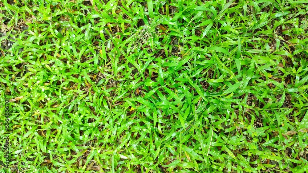 Fresh green grass background. Green grass texture from a field Fresh green grass background. Green grass texture from a field