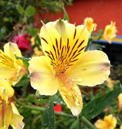 flor lirio de campo nombre cientifico Alstroemeria la calera Colombia  photo