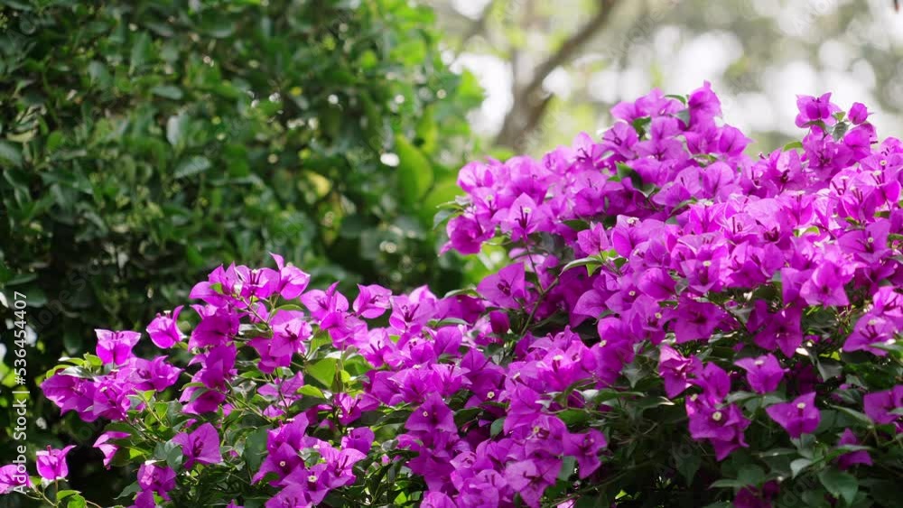 beautiful blossom flowers in park beautiful blossom flowers in park