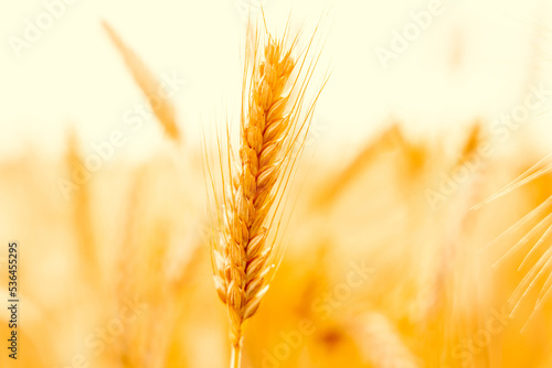 Wheat landscape. Rye plant yellow grain field in agriculture farm harvest. Golden crop cereal bread background.