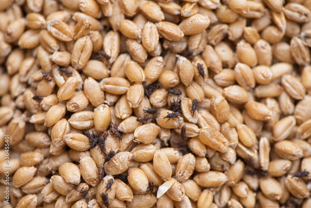 wheat weevil insect damaged wheat grain. wheat weevil insect damaged wheat grain.