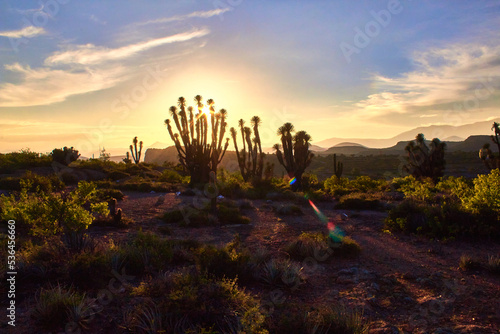 yucca plant in the desert at sunset with sun behind of the plants in zimapan hidalgo  photo