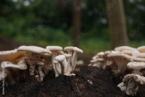 wild mushroom after grow rainy day