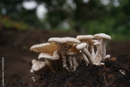 wild mushroom after grow rainy day