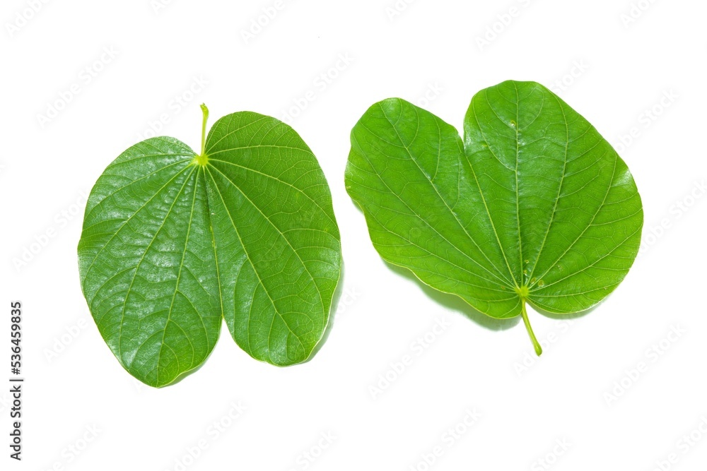 two green leaves on a white background two green leaves on a white background