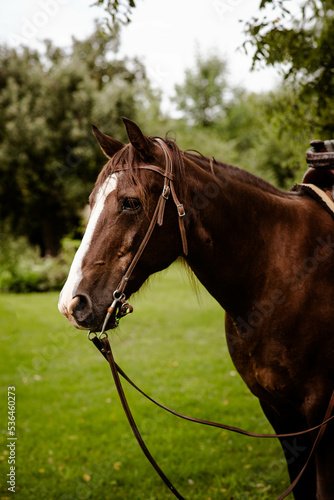 Fényképezés Tennessee Walker Horse