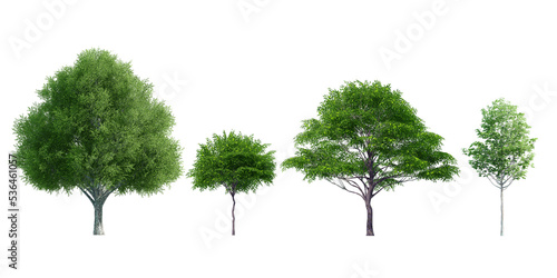 Collection Beautiful 3D Trees Isolated on PNGs transparent background , Use for visualization in architectural design or garden decorate	
