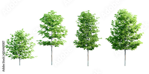 3D Trees Isolated on PNGs transparent background   Use for visualization in architectural design or garden decorate 