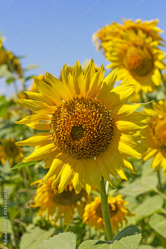 sunflowers, plants in natural conditions, the ripening period, midsummer,close-up. sunflowers, plants in natural conditions, the ripening period, midsummer,close-up.