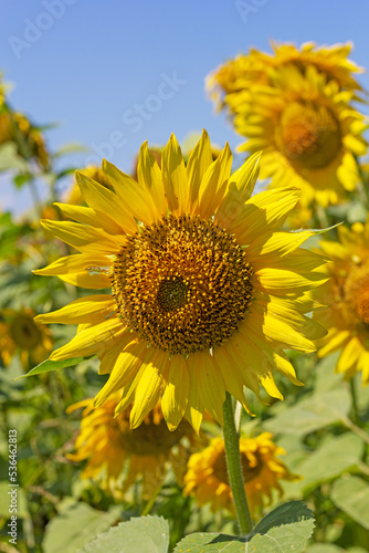 Fototapeta Naklejka Na Ścianę i Meble -  sunflowers, plants in natural conditions, the ripening period, midsummer,close-up.