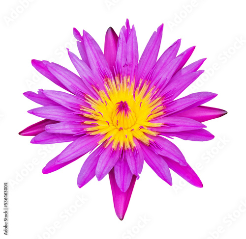 dahlia flower isolated and save as to PNG file