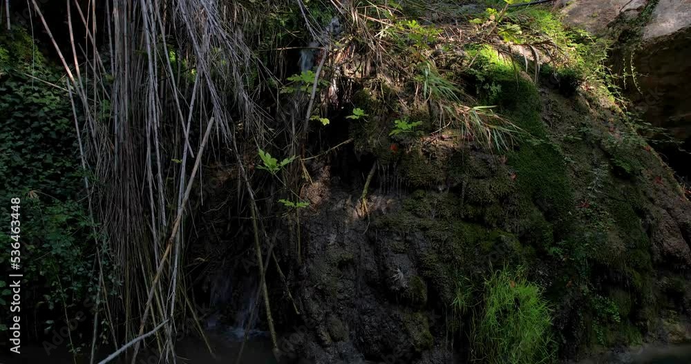 Waterfall in a pond in a tropical forest