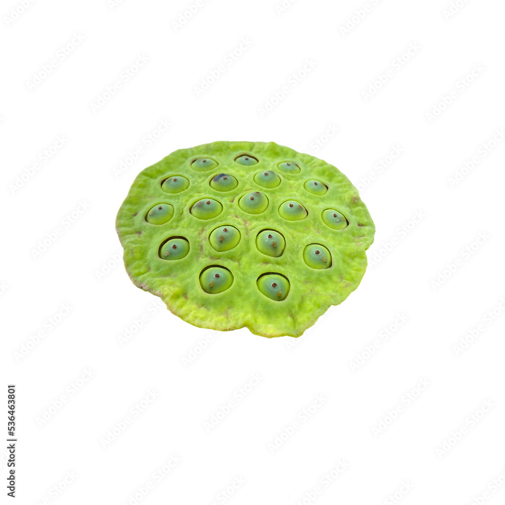Lotus Seed Lotus Seed