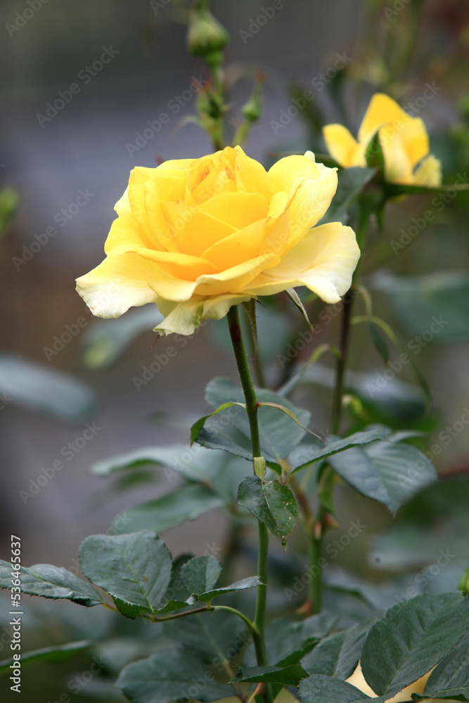 greeting season with rose greeting season with rose