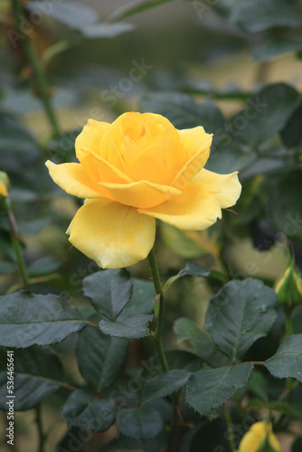 greeting season with rose