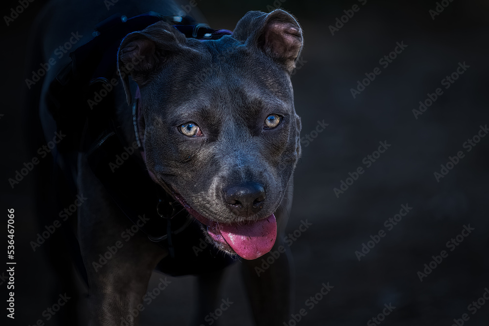  2022-10-07 CLOSE UP PHOTOGRAPH OF A GRAY PIT BULL WITH STUNNING EYES AND A DARK BLURRY BACKGROUND