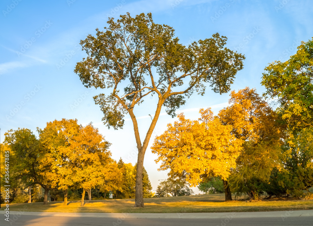 Naklejka premium City park trees in fall season