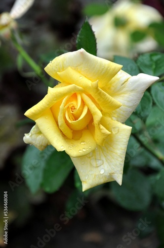 Yellow rose blooming on blurred background close-up