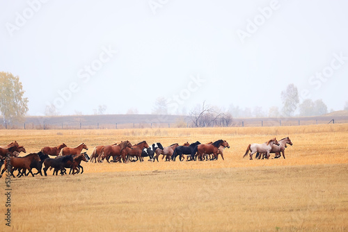 horses running across the steppe, dynamic freedom herd © kichigin19