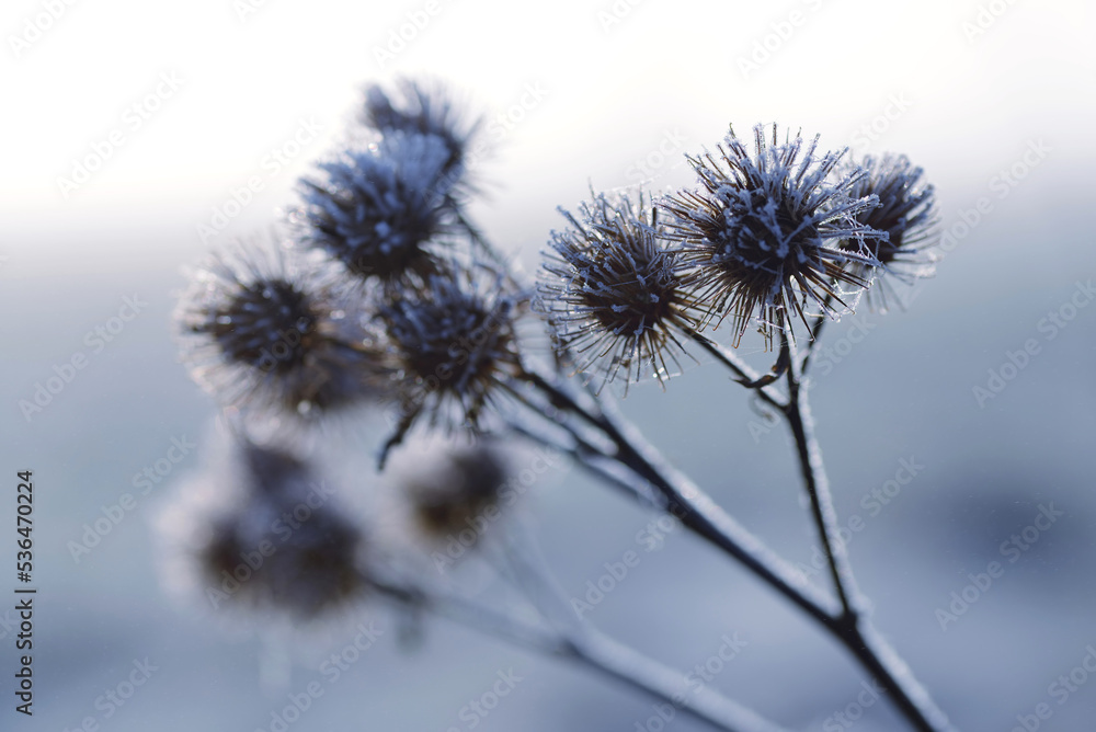 Hoarfrost on thistle close up. Winter nature background.