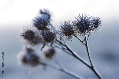 Hoarfrost on thistle close up. Winter nature background. © vencav