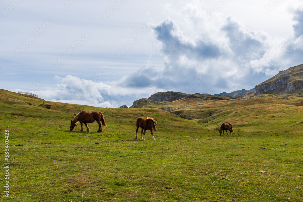 Horses grazing, at the Pourtalet pass, in the Ossau valley, in Béarn, France Horses grazing, at the Pourtalet pass, in the Ossau valley, in Béarn, France