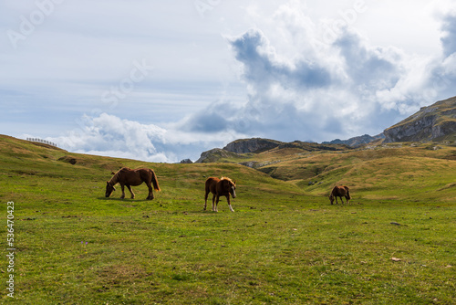 Horses grazing, at the Pourtalet pass, in the Ossau valley, in Béarn, France