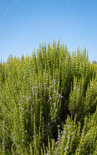 fresh rosemary plant grown in the field