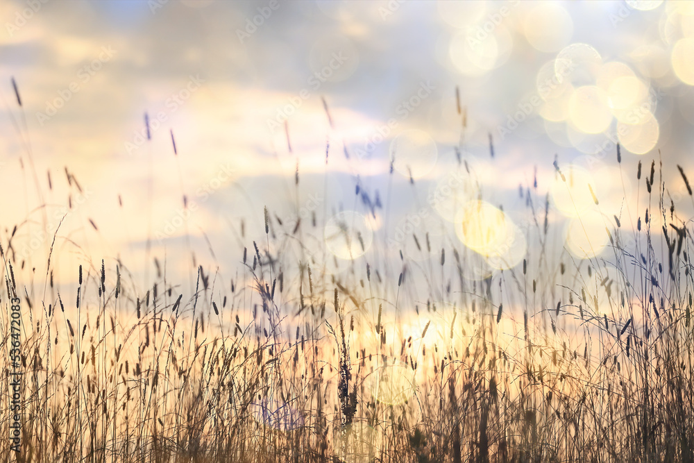 dry grass sun rays background wind nature landscape freedom dry grass sun rays background wind nature landscape freedom