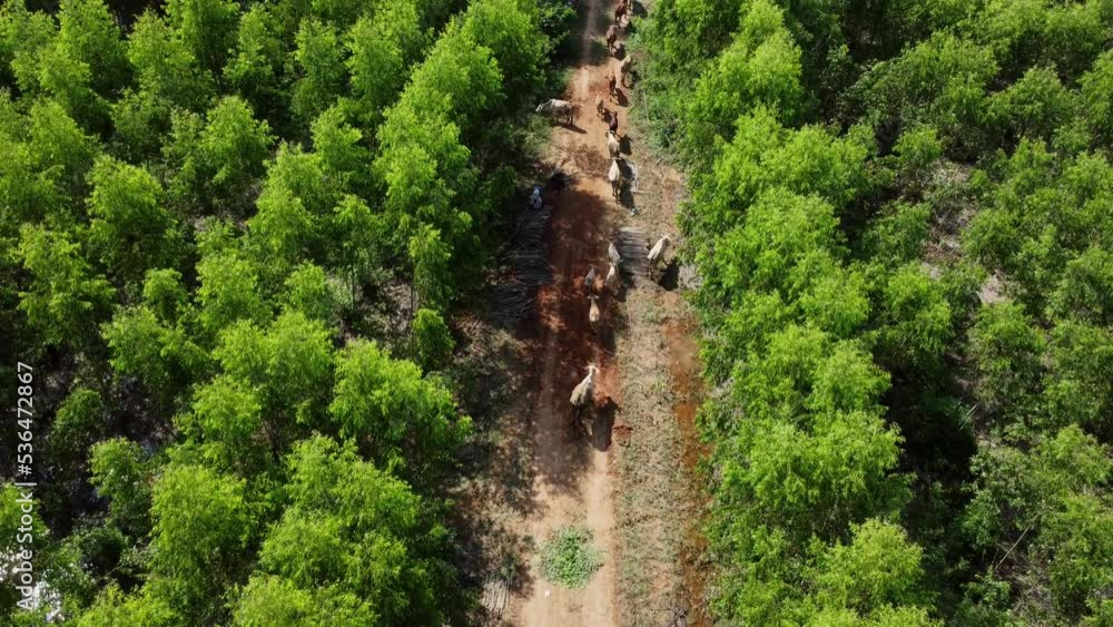 Aerial view of a herd of cows walking on a dirt road in a rural pasture in the morning. Beautiful green area of farmland or eucalyptus plantations with herds in the rainy season of northern Thailand. Aerial view of a herd of cows walking on a dirt road in a rural pasture in the morning. Beautiful green area of farmland or eucalyptus plantations with herds in the rainy season of northern Thailand.