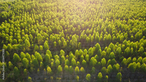 Aerial view of eucalyptus plantation in Thailand. Top view of cultivation areas or agricultural land in outdoor nursery. Cultivation business. Natural landscape background.
