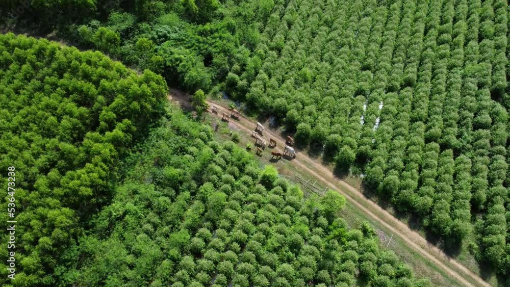 Aerial view of a herd of cows walking on a dirt road in a rural pasture in the morning. Beautiful green area of farmland or eucalyptus plantations with herds in the rainy season of northern Thailand. Aerial view of a herd of cows walking on a dirt road in a rural pasture in the morning. Beautiful green area of farmland or eucalyptus plantations with herds in the rainy season of northern Thailand.
