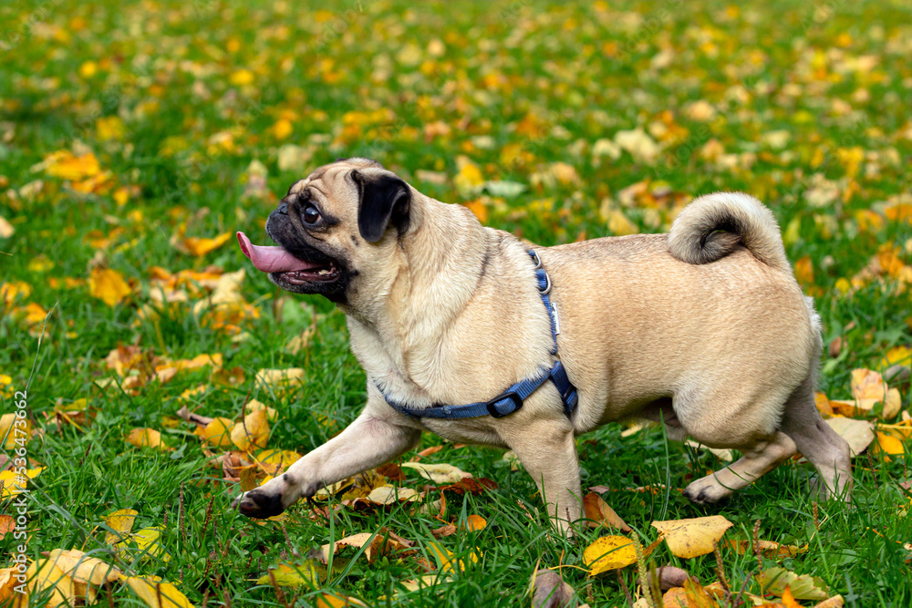 Funny young pug on the background of fallen leaves. Close-up. Funny young pug on the background of fallen leaves. Close-up.