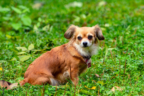 Funny small dog of the Chihuahua breed close-up on the background of a green field