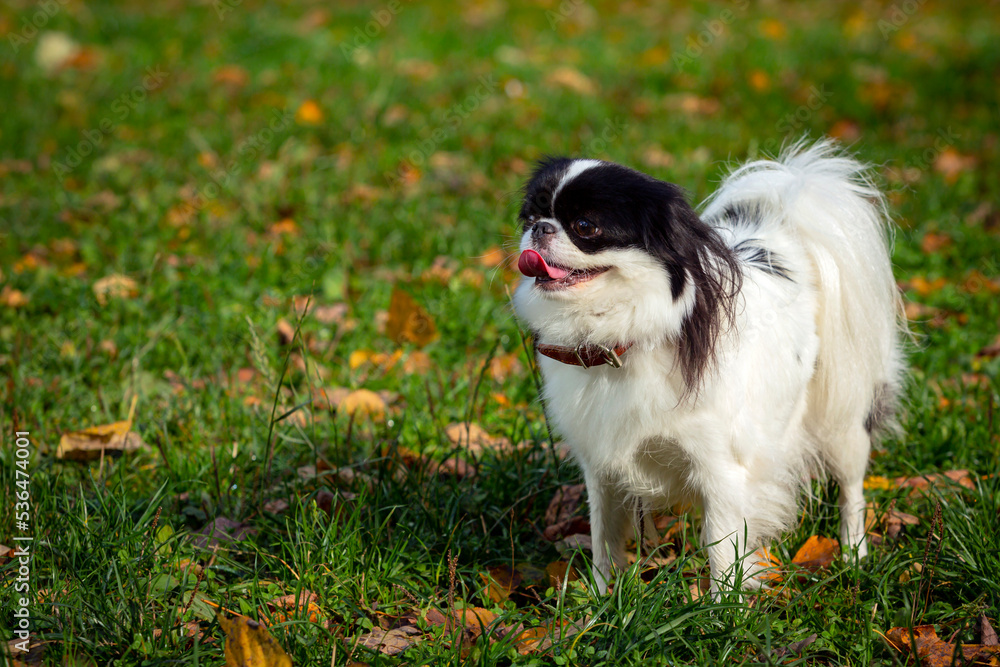 Dog breed Japanese chin plays on a green field Dog breed Japanese chin plays on a green field