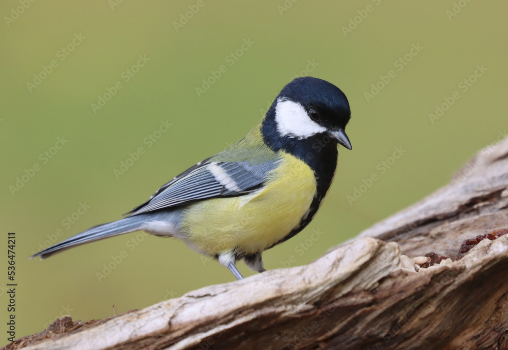 Obraz premium Great tit