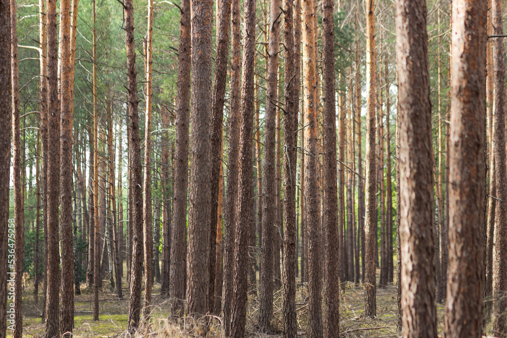 Close-up of pine forest tree trunks. Beautiful Poland forest landscape in sunny autumn day. Ecology concept. Close-up of pine forest tree trunks. Beautiful Poland forest landscape in sunny autumn day. Ecology concept.