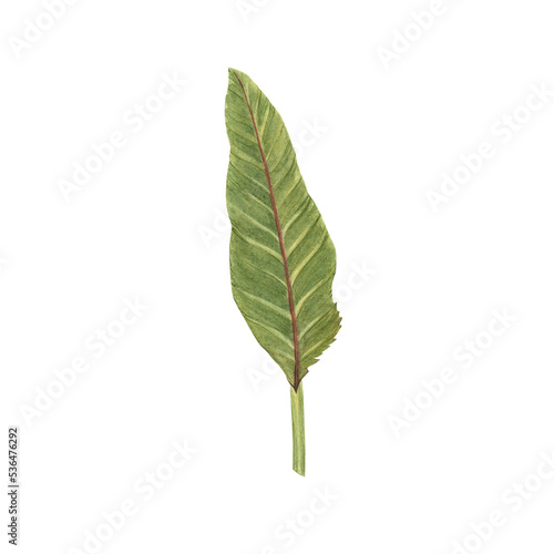 Tropical leaf watercolor illustration