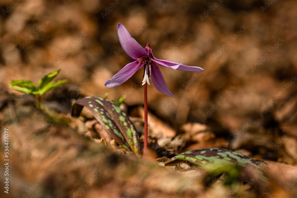 The fragile spring flower, the dogtooth violet, or a dens-canis, growing in the forest with dry leaves on the ground. Blurry brown background.