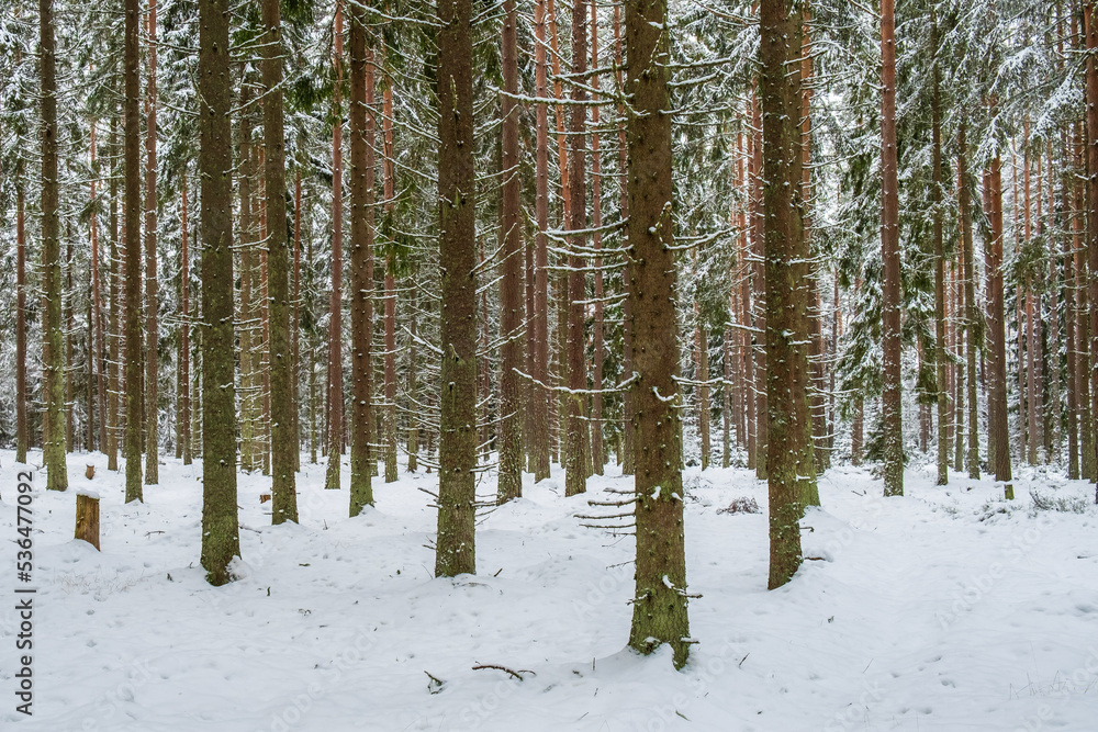 Spruce forest in a winter landscape Spruce forest in a winter landscape