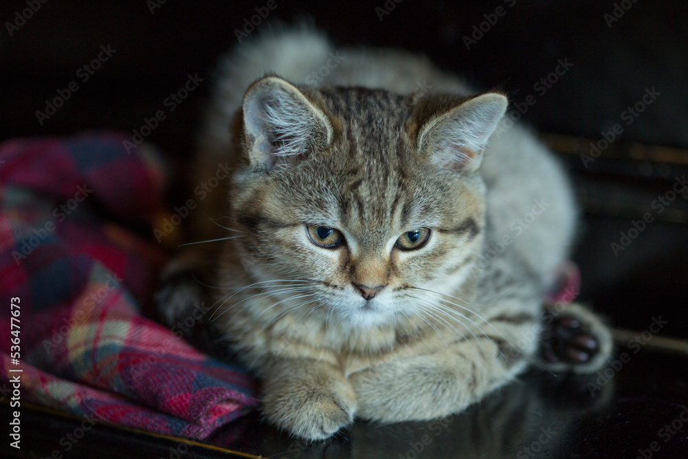 A Scottish striped kitten is lying on black background, domestic cat