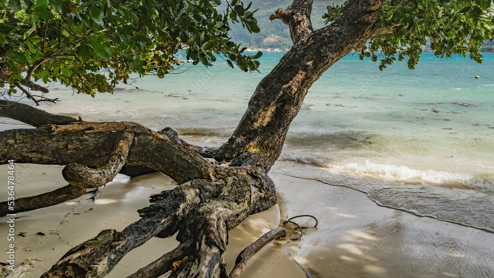 The picturesque sloping trunk of a tropical tree on a sandy beach is washed by waves. Green foliage over the turquoise ocean. Seychelles The picturesque sloping trunk of a tropical tree on a sandy beach is washed by waves. Green foliage over the turquoise ocean. Seychelles