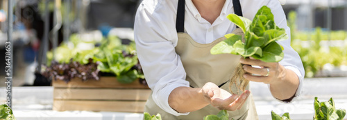 Owner of a hydroponics vegetable garden inspects agricultural produce in a greenhouse in preparation for delivery to consumers, Organic farming and organic vegetables, Healthy and vegan food concept.